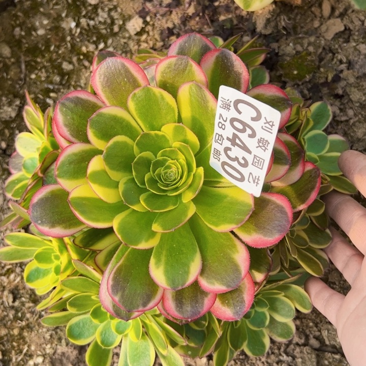 奶白多肉植物法师6430