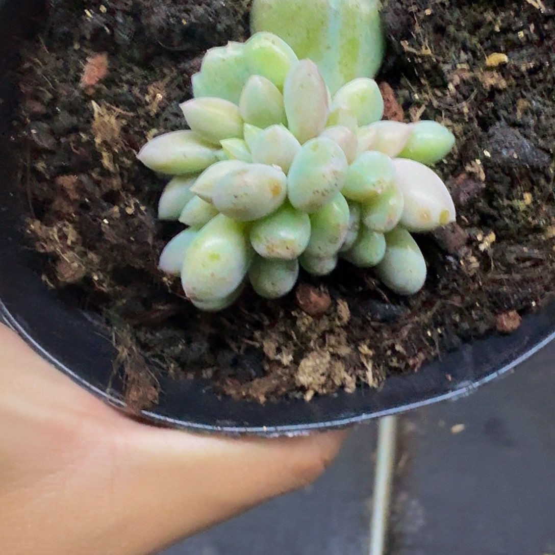 黄胖体 哥特 叶插 缀化 