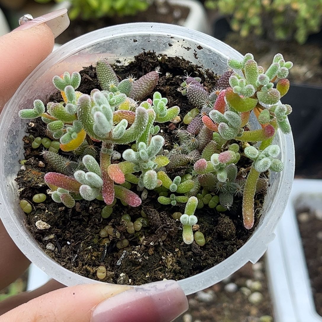 混播切糕优选枝干