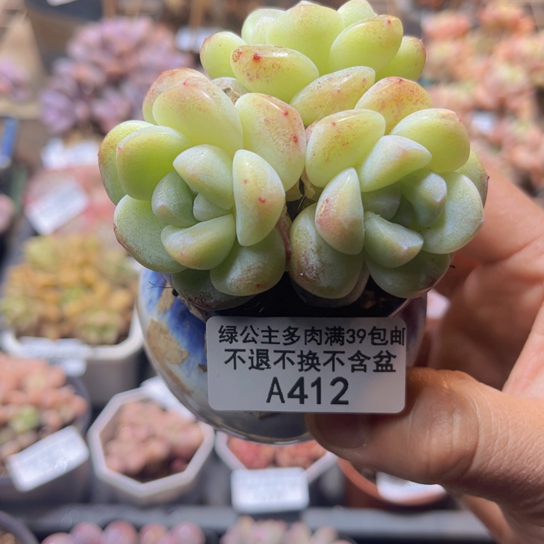 412冰玉6cm多肉整桩