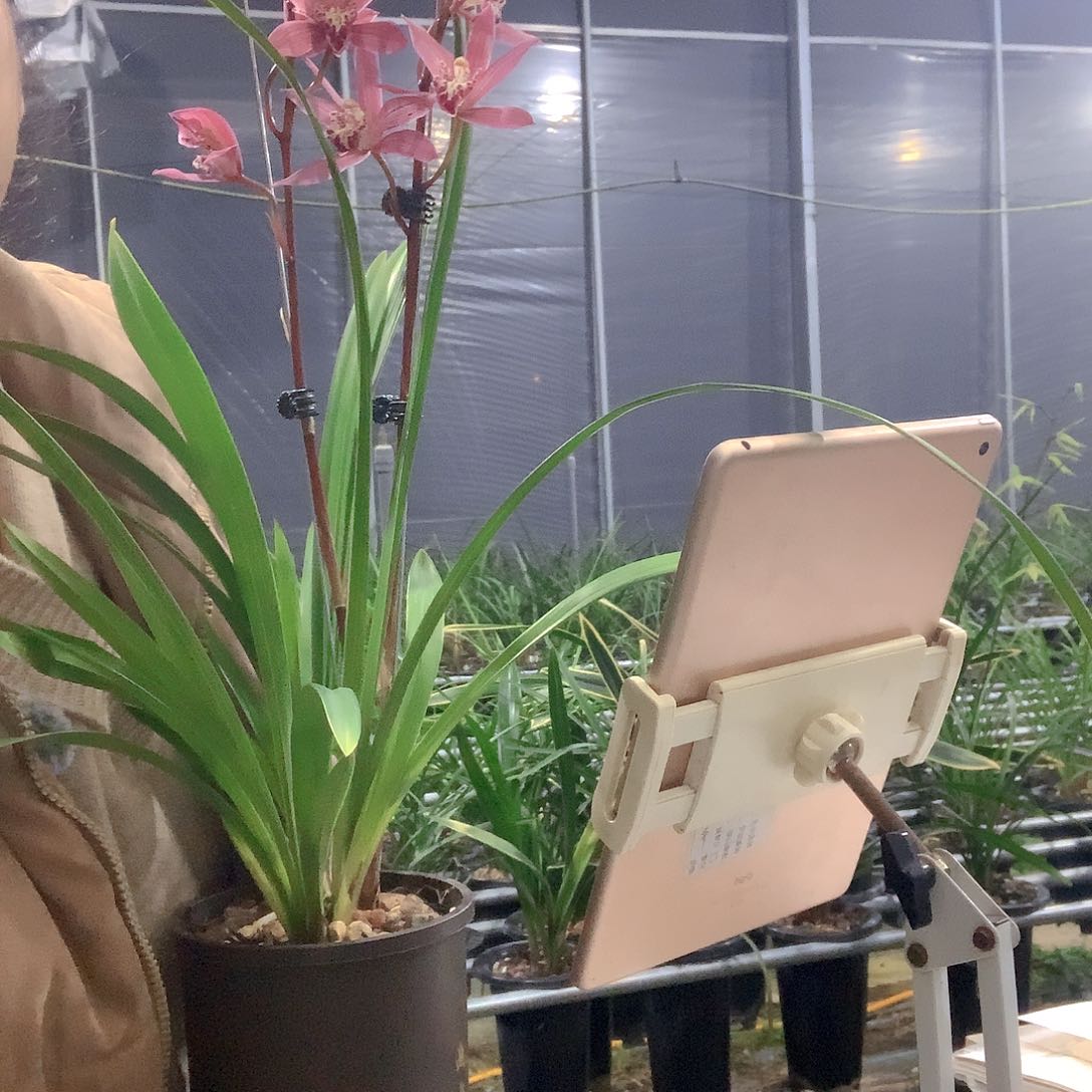 【闪购商品】大部分开放少量花苞台北小姐