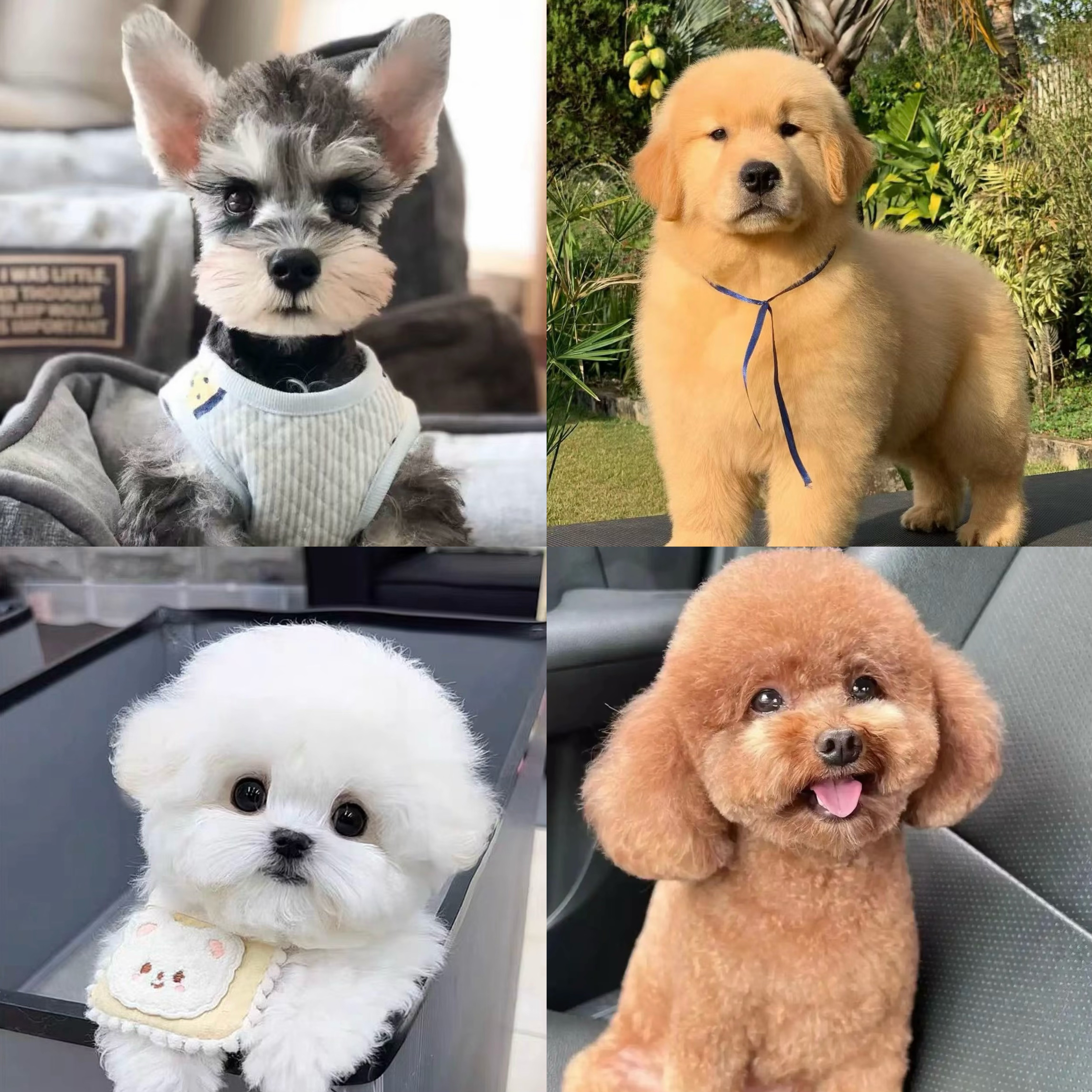 （龙潭寺李氏犬业）T自家繁育金毛比熊雪纳瑞泰迪熊狗狗活体