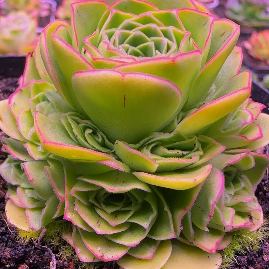 长相思捧花13435676868676868686869