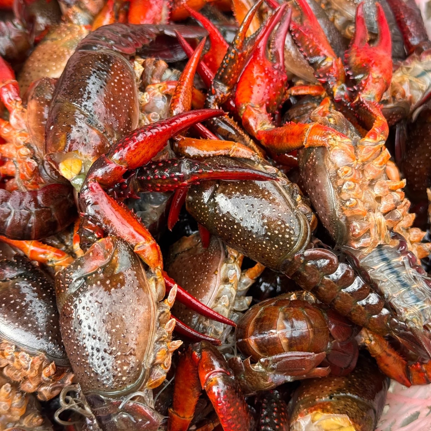 中青 小龙虾100 6斤