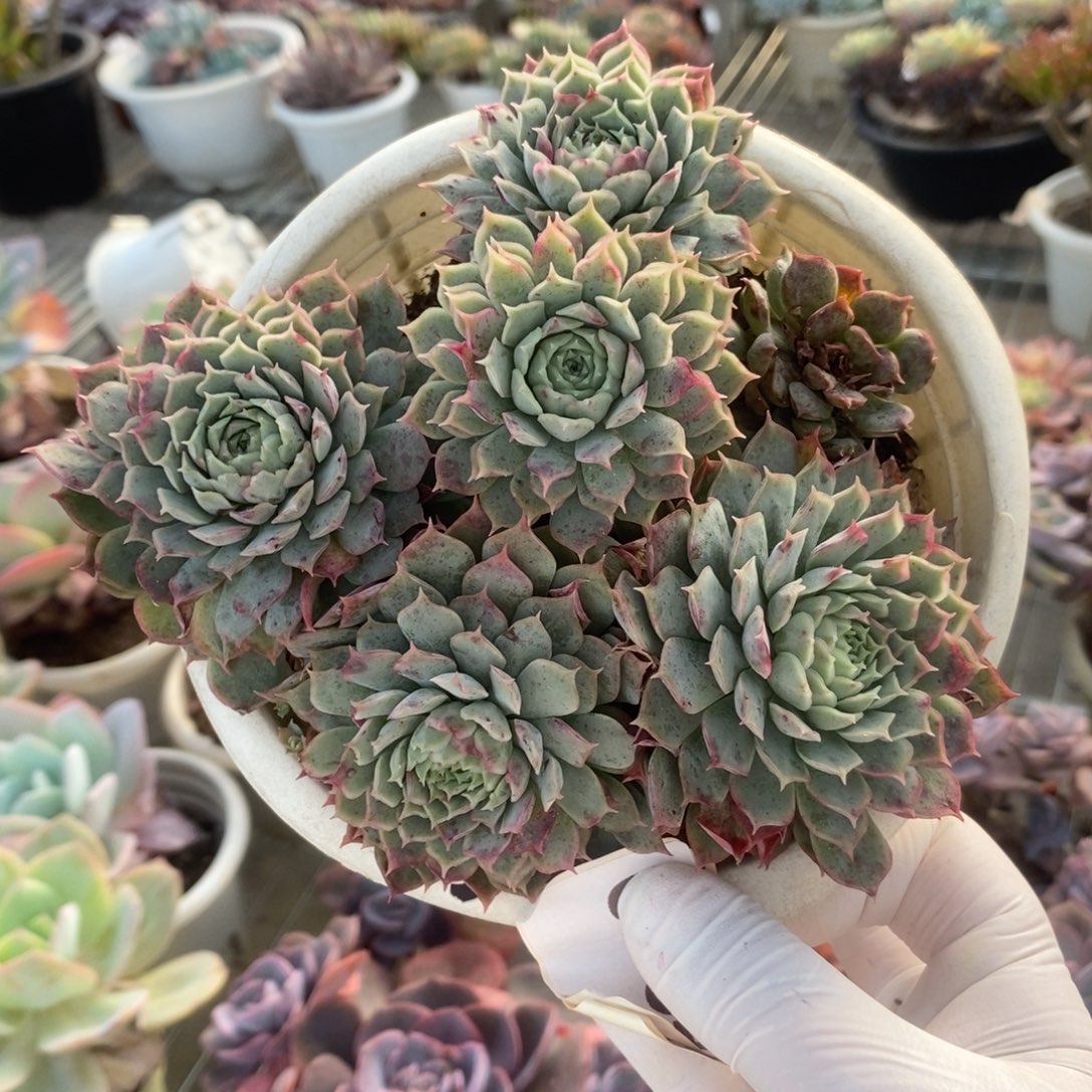 0234朱砂痣一物一拍