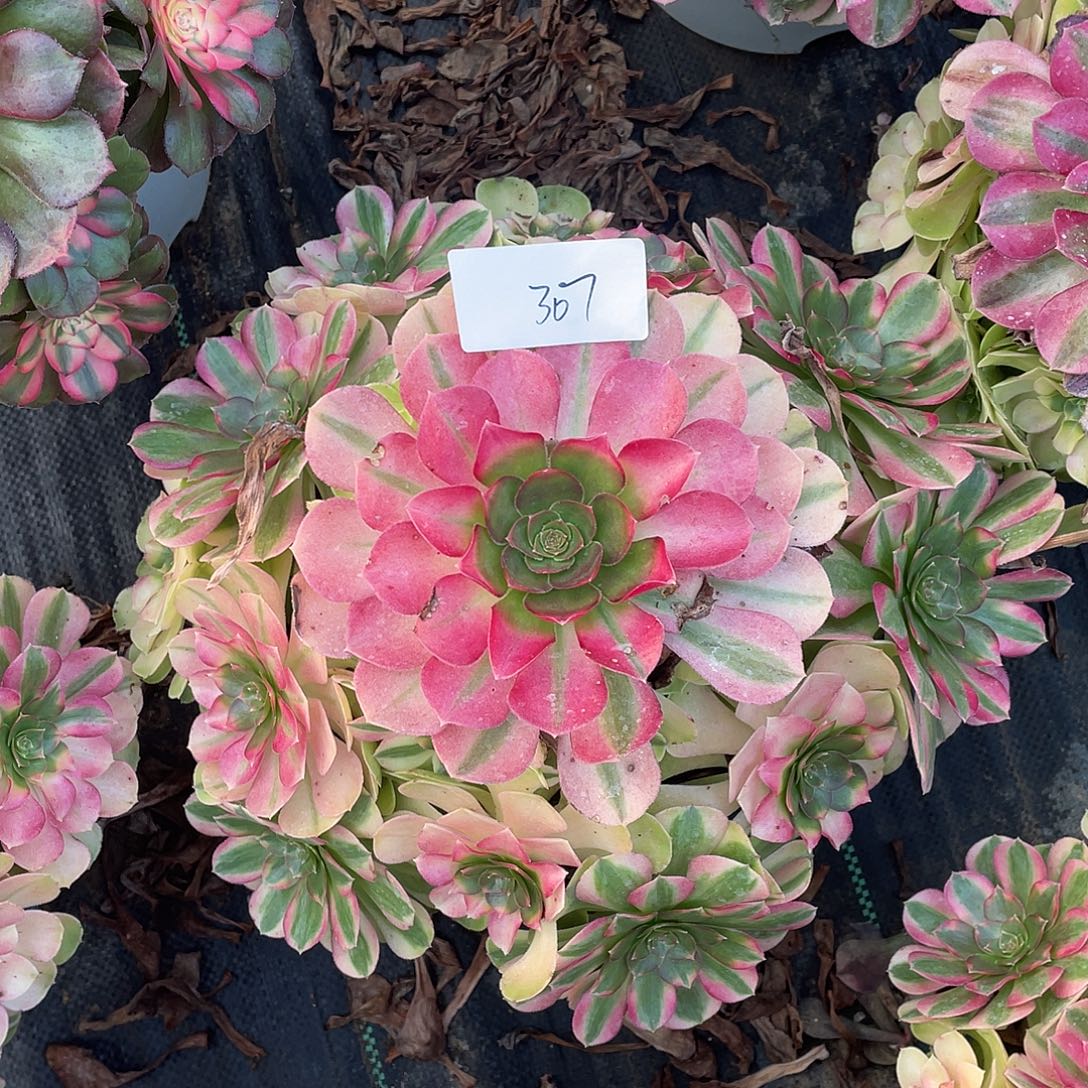 30711111111111111111