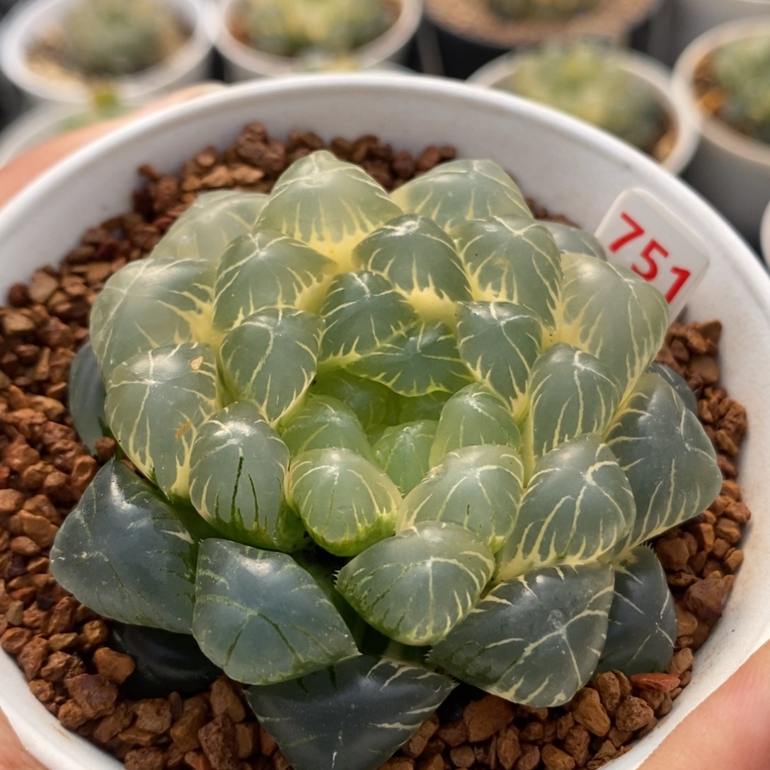 R***z751糊斑湖水玉露锦一物一拍