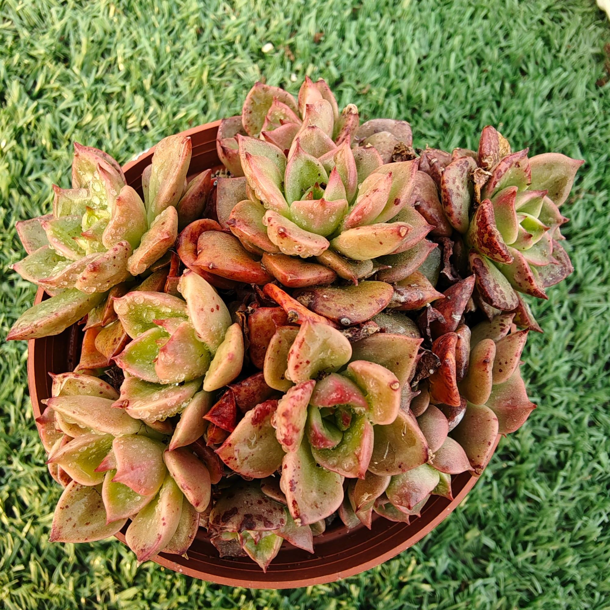 蜡牡丹精品多肉裸根上盆