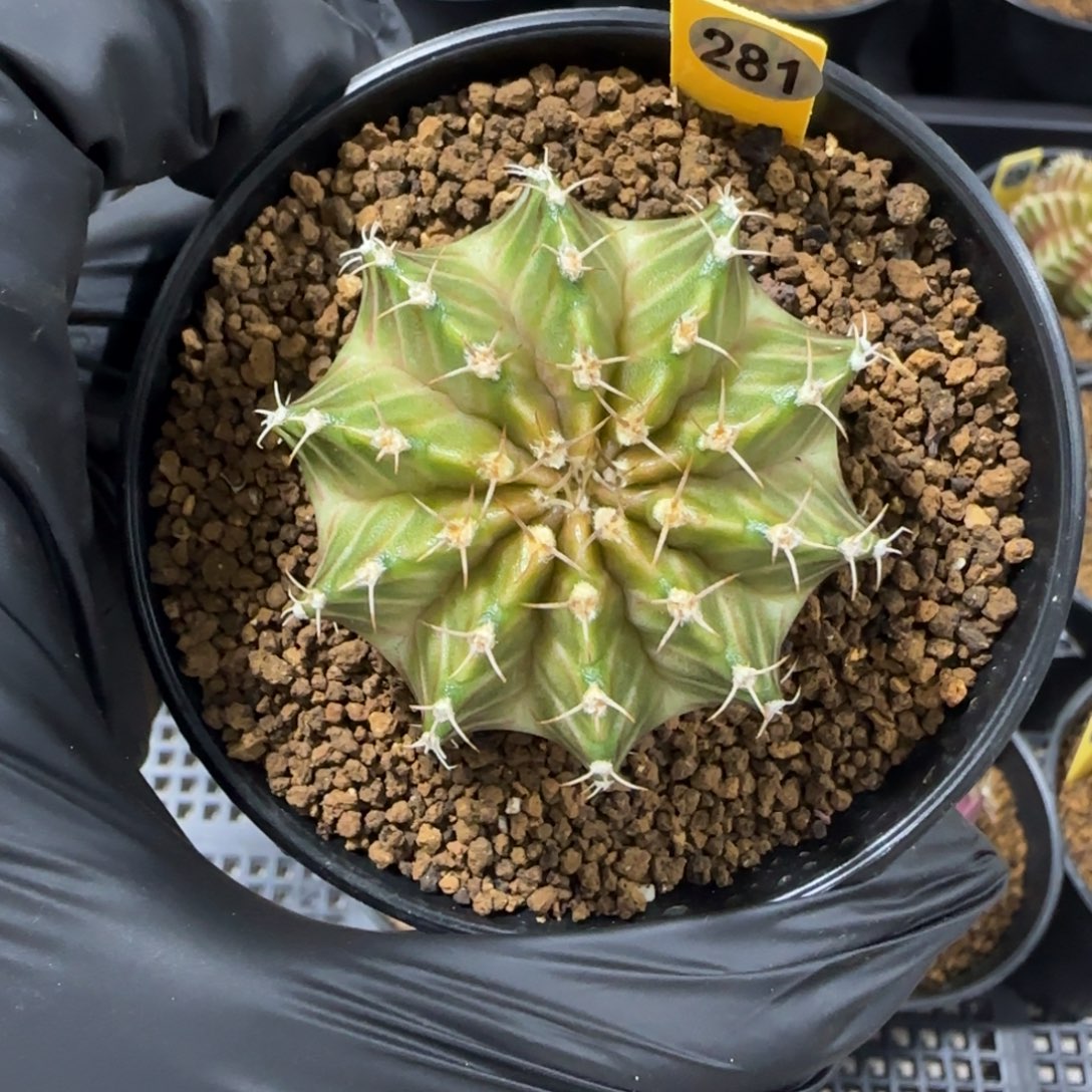 281泰系实生皇室肋骨轮回