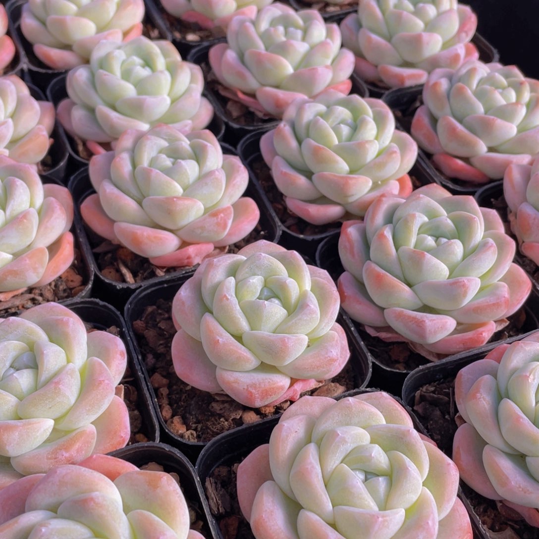 量拍141号 樱花钻石冰玉单头一个