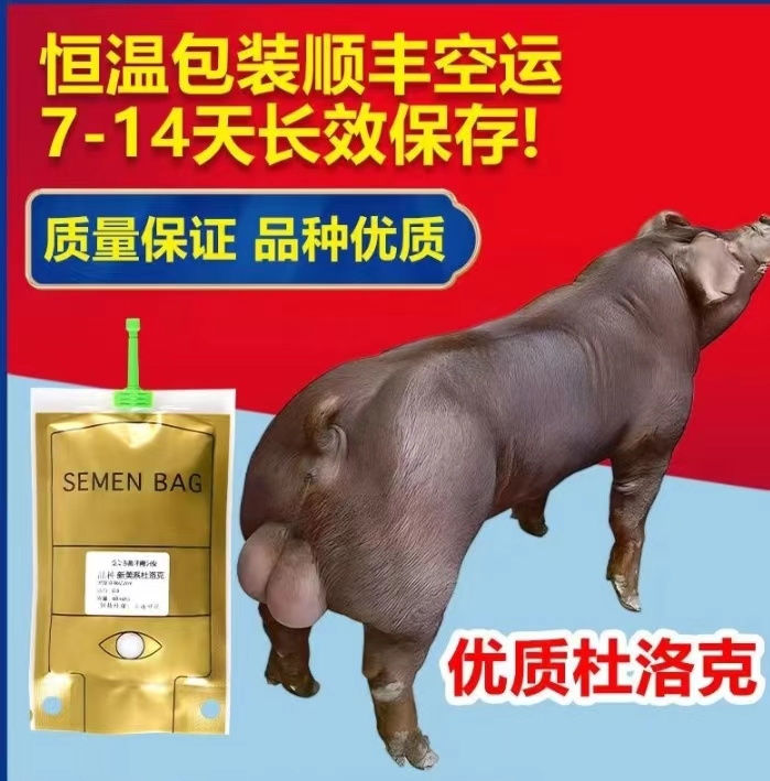 国寿黑北京黑黑杜黑金刚猪精液输精袋用于猪人工授精配种
