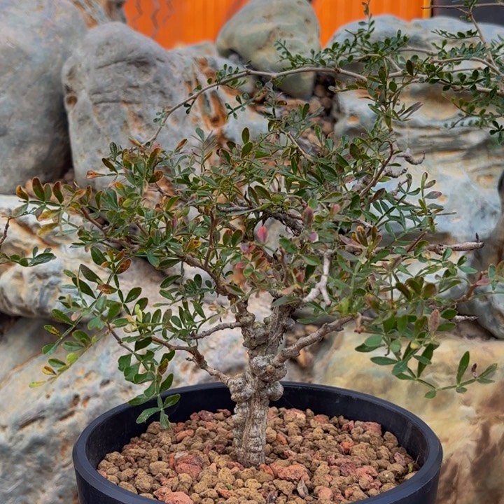 m园艺大瘤子到盆象足漆树