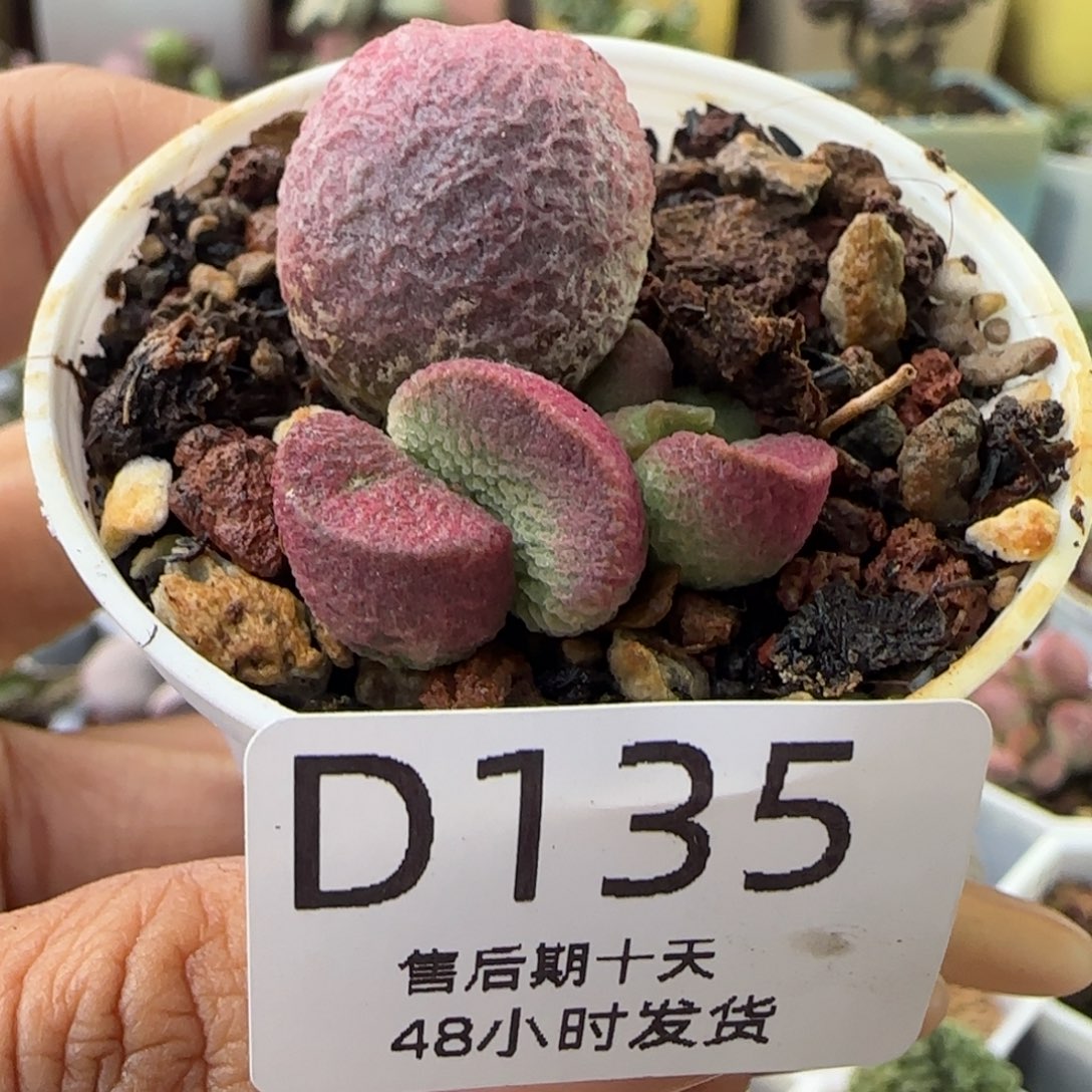 福利多肉。    135。    