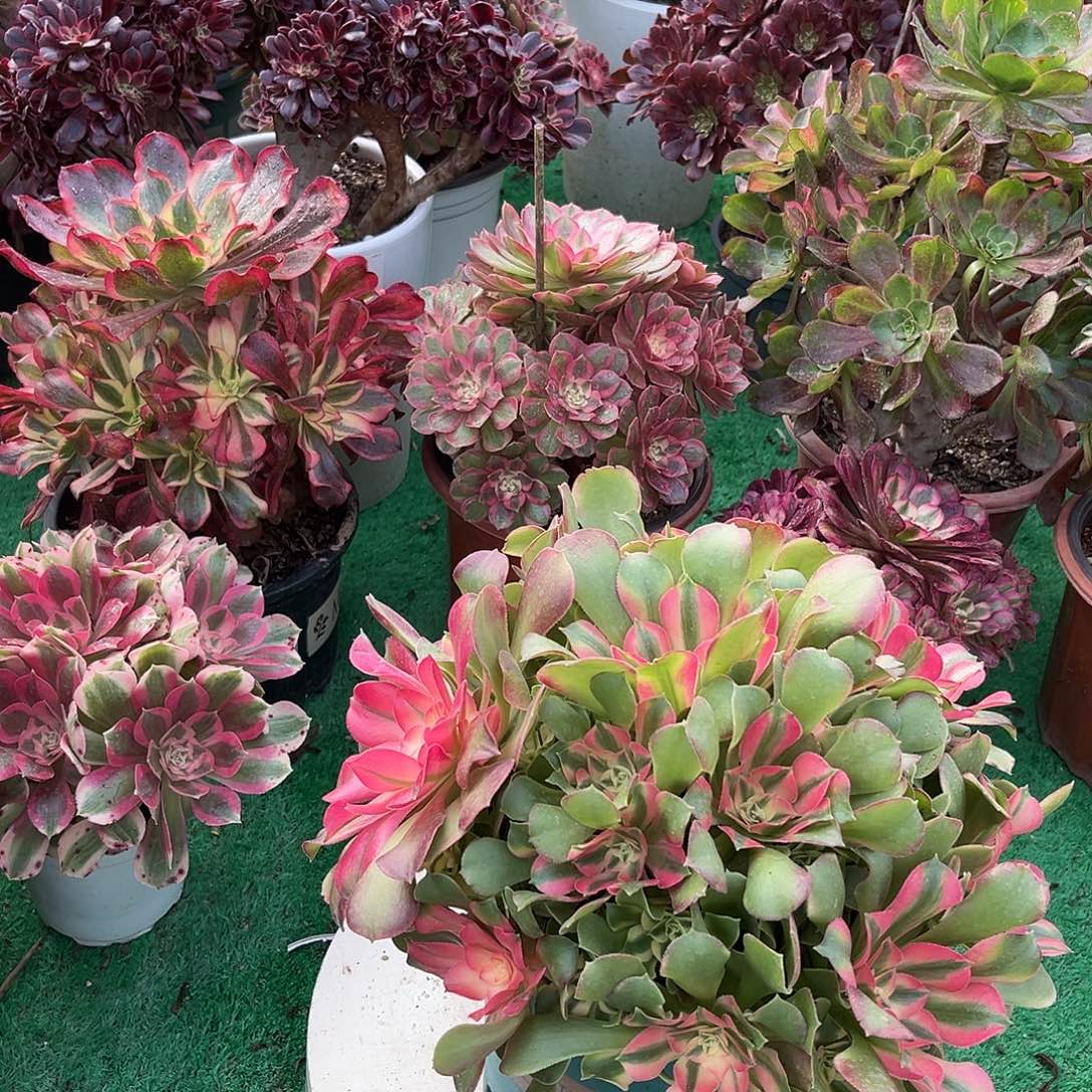 香菲法师多肉植物漂亮漂亮