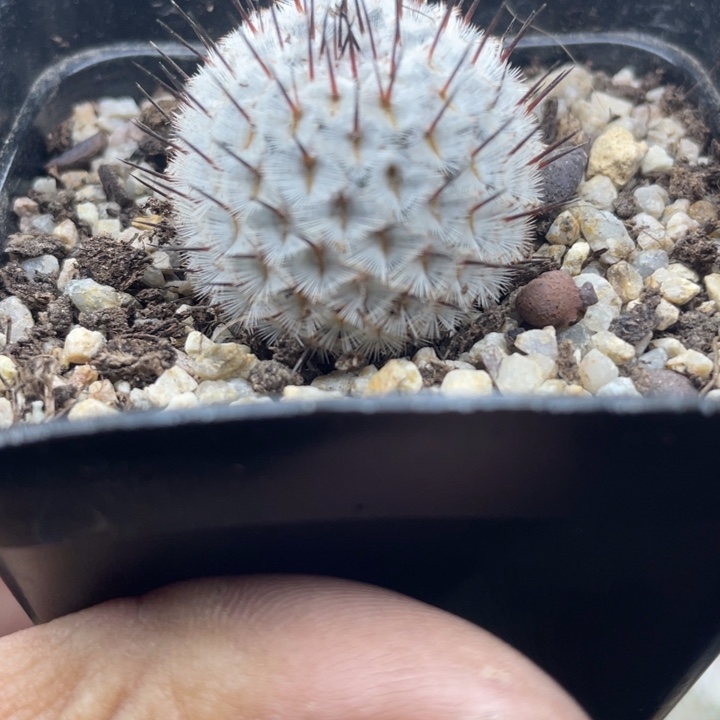 自根直刺佩雷仙人球