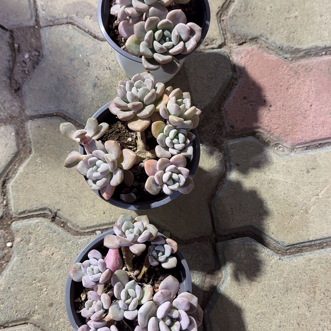 白鹭老庄多肉植物惊奇的