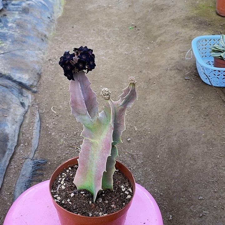 用***3完全开放女王罗摩裸根