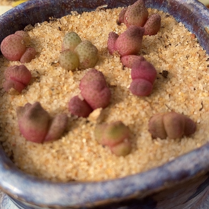 3头955D斑马一颗