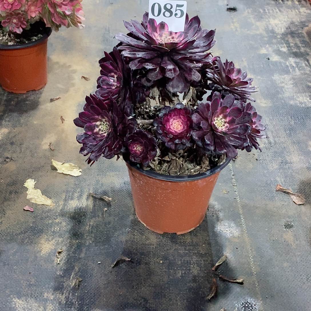 红金刚085多肉法师植物