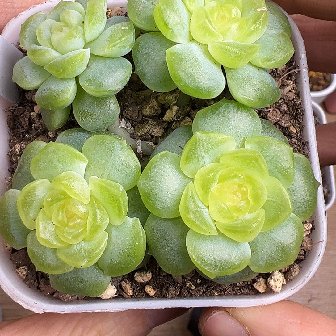 四头风花雪月。      