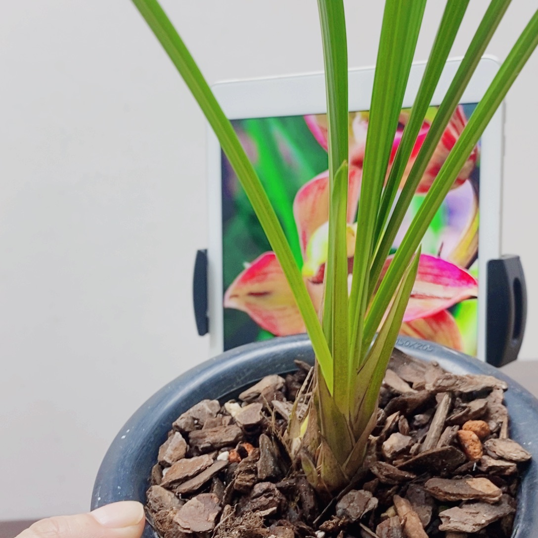 酒***仙当前无花栽培后可以开花