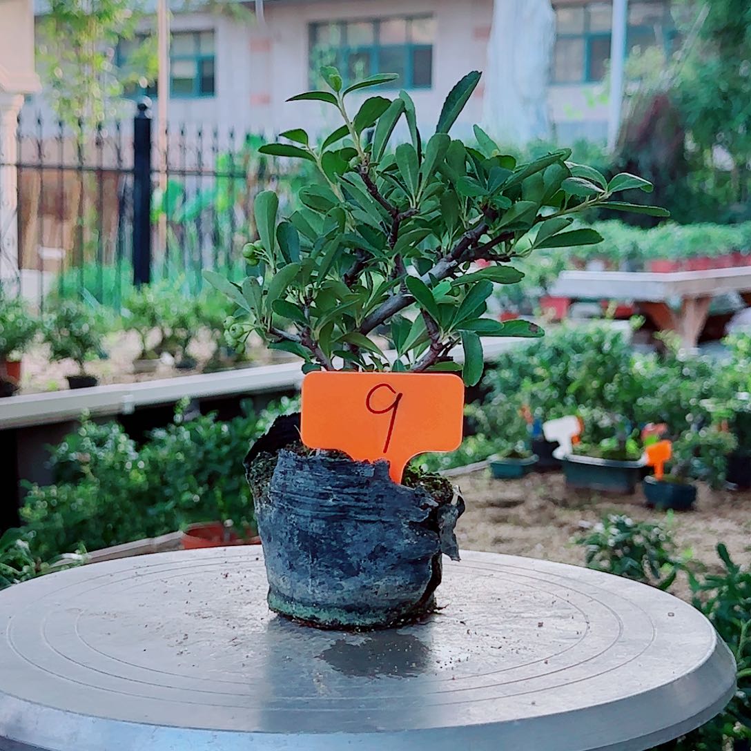 无花朵火棘吉祥果素材桩