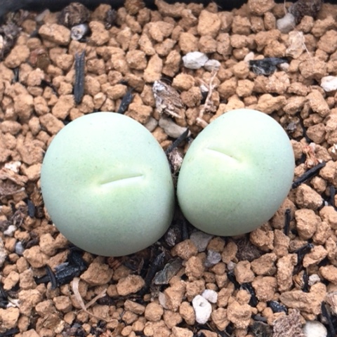 多肉肉锥 双头鸽子蛋