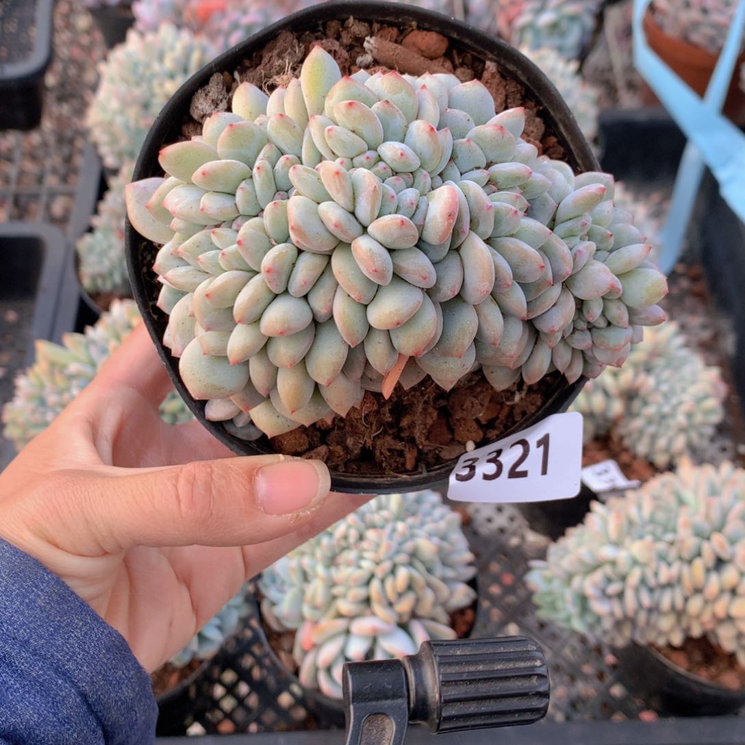 3321缀着玫瑰和水量充足