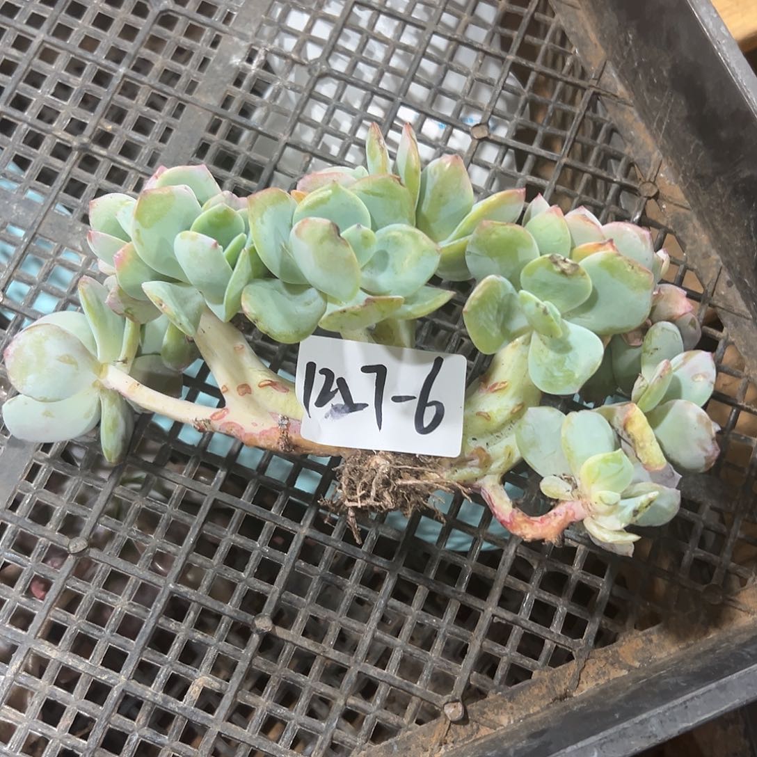 下***@1227-6白凤朵朵缀多肉