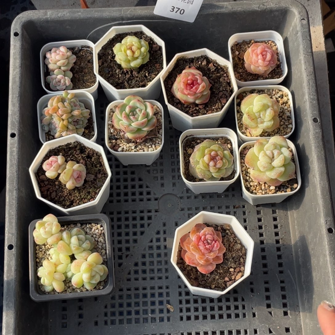 轶***一370号糖心冰心珍妮12