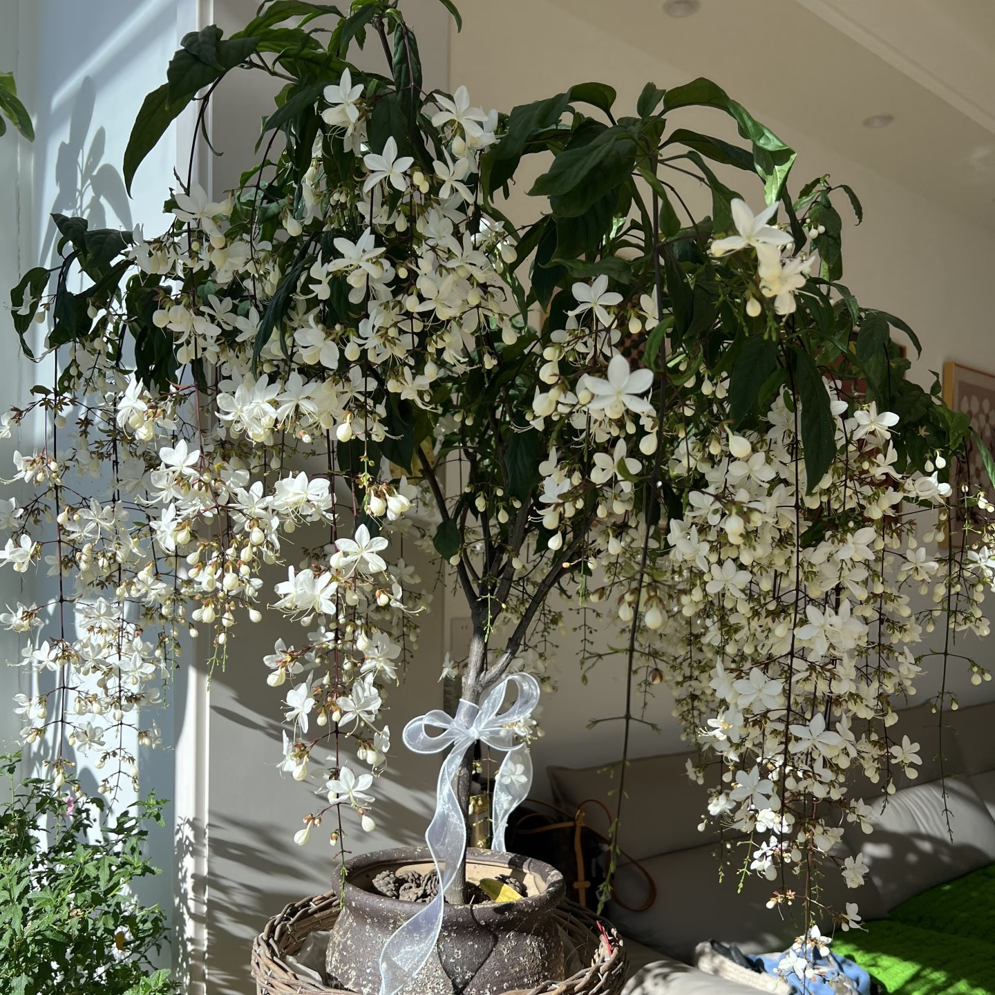 【垂丝茉莉】室内阳台四季开花盆栽带花苞好养绿植物垂吊花卉
