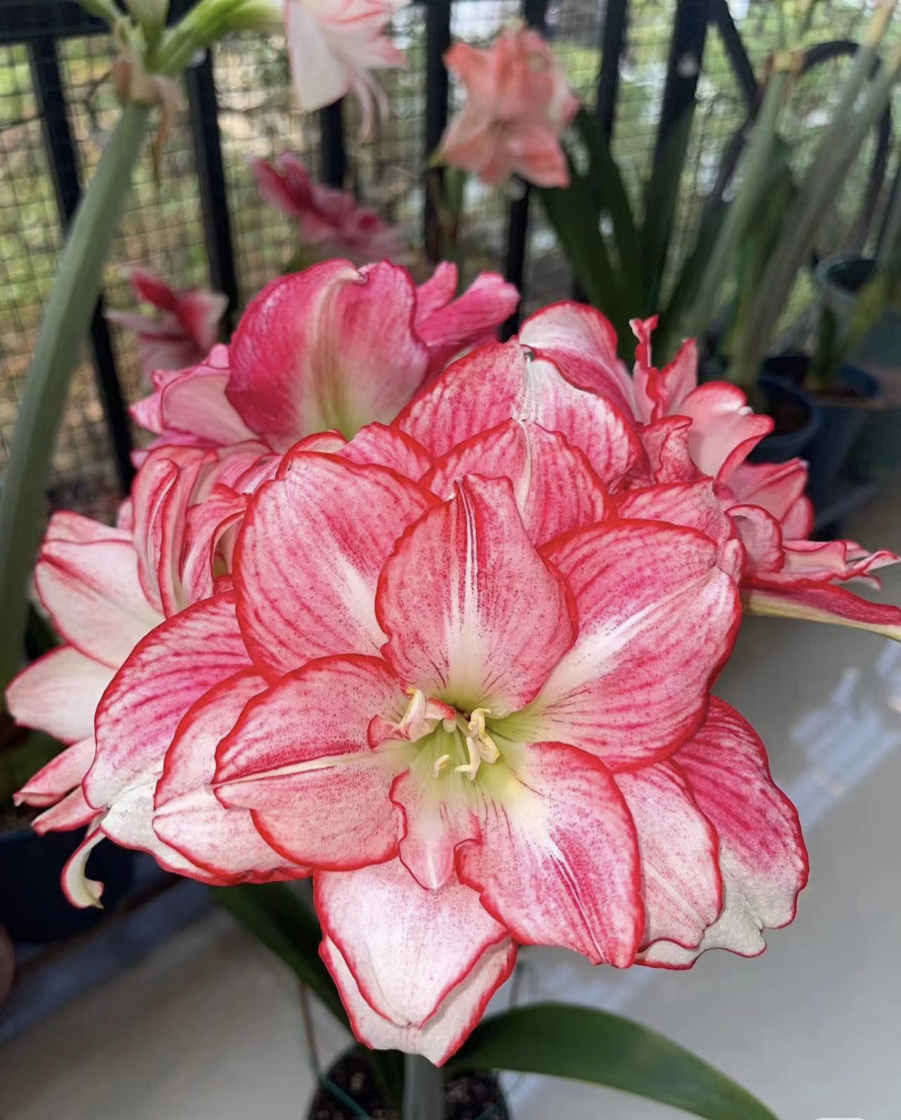 朱顶红自然球∽安瑞雅重辫种球花卉懒人花园阳台