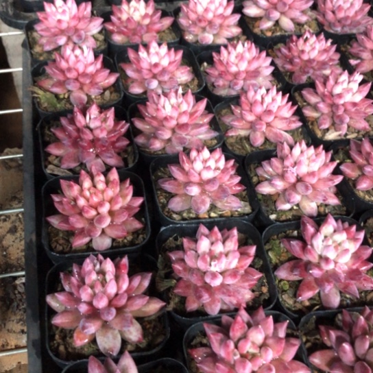 胖体流沙纹车里子多肉植物