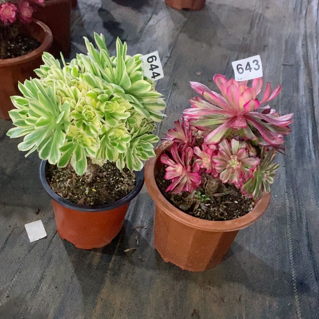 组合643644多肉1111