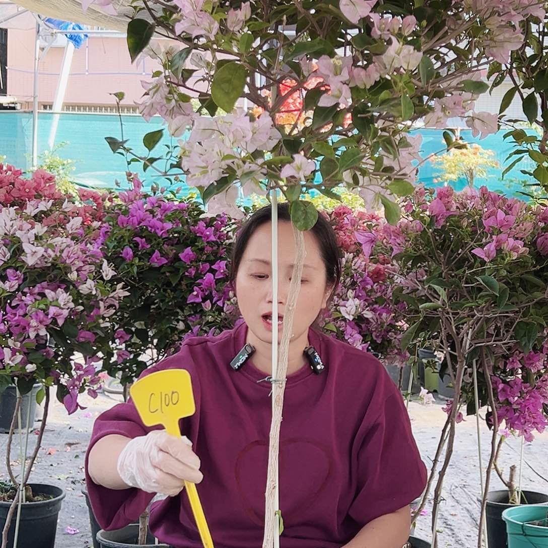 D***s大部分花苞少量开放C100丽娜