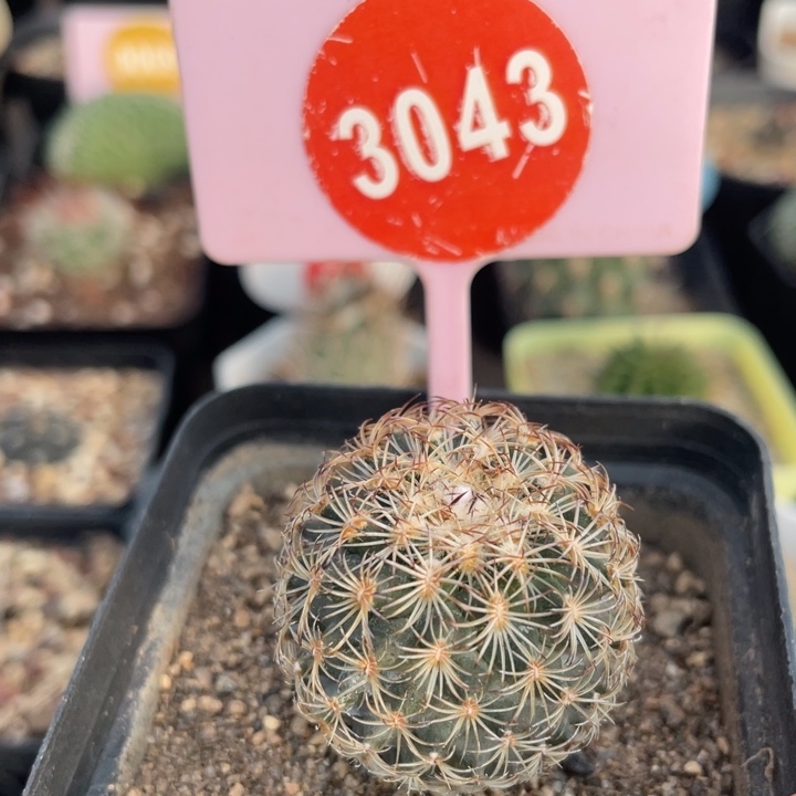 实生依沙贝拉30430000