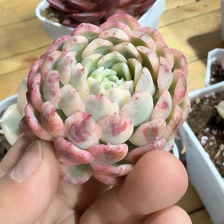 花螺锦多肉锦可寄养