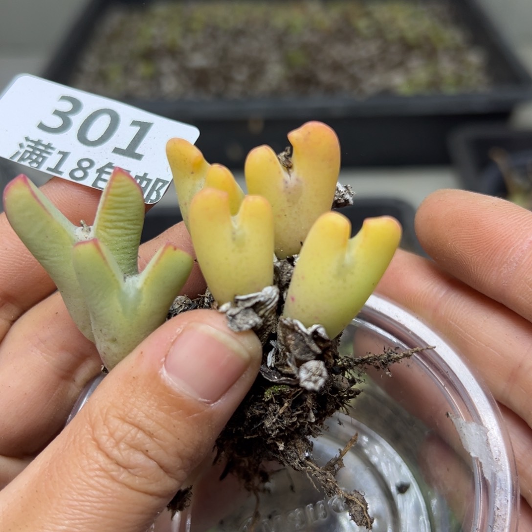 【闪购商品】301……