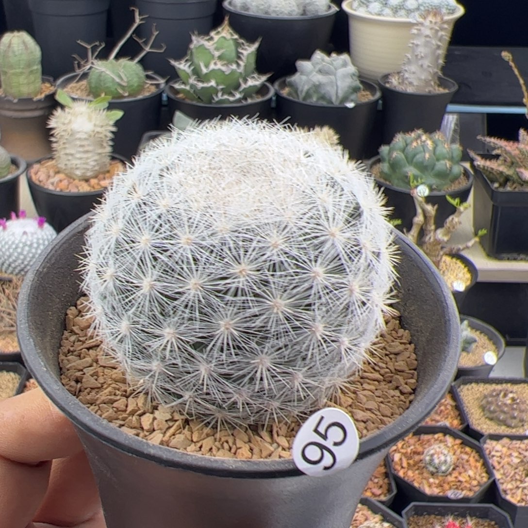 满月5+一物一拍95