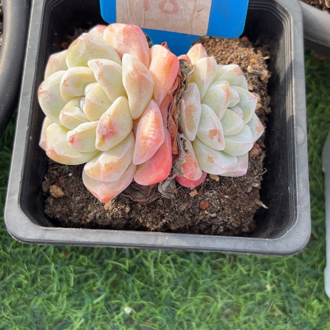 奶油冰玉多肉植物