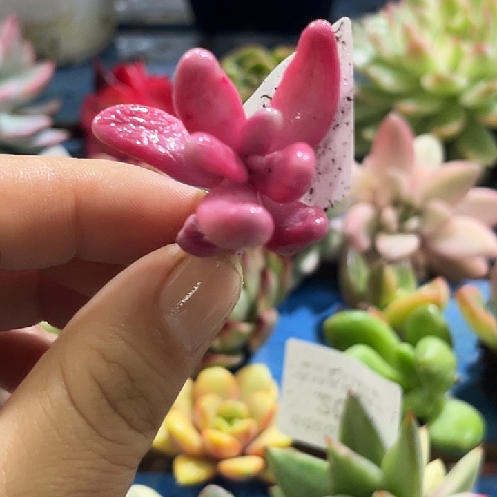 431红手指腹轮锦无根可嫁接