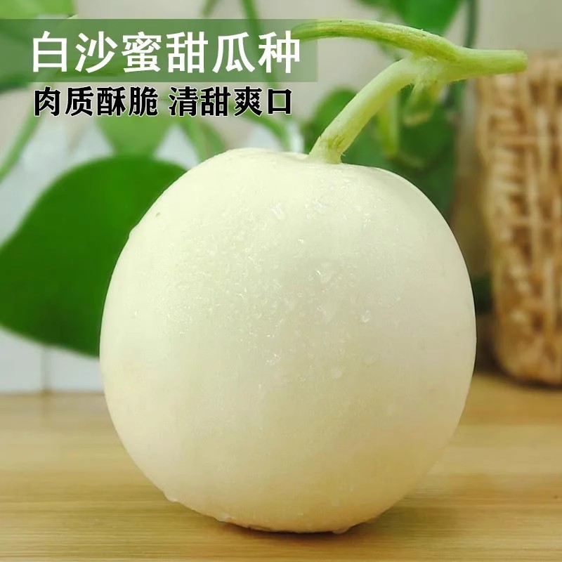 【满五包包邮】超甜白沙蜜种子春季白皮甜瓜种子香瓜种子四季