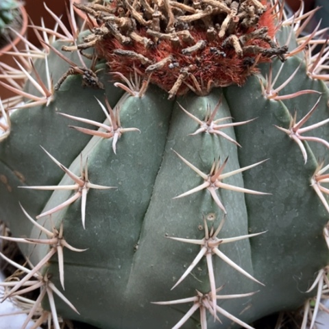 成云仙人球35米仙人球