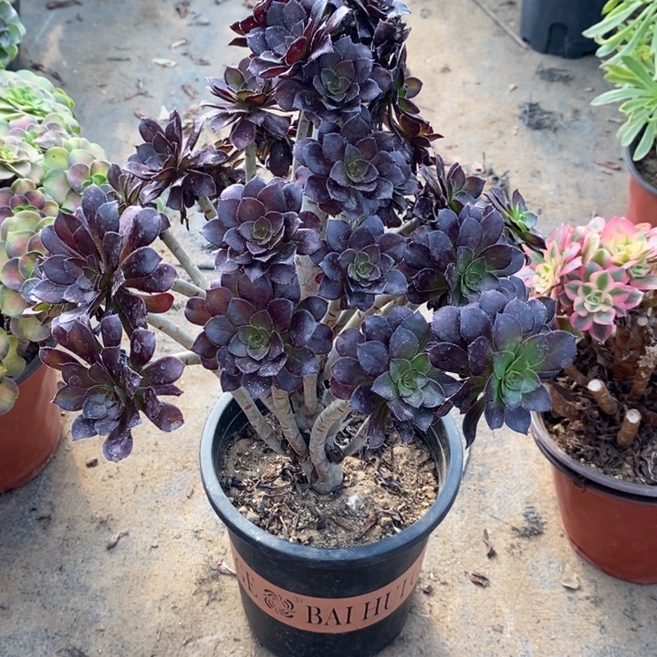 黑豆40多肉植物法师法师