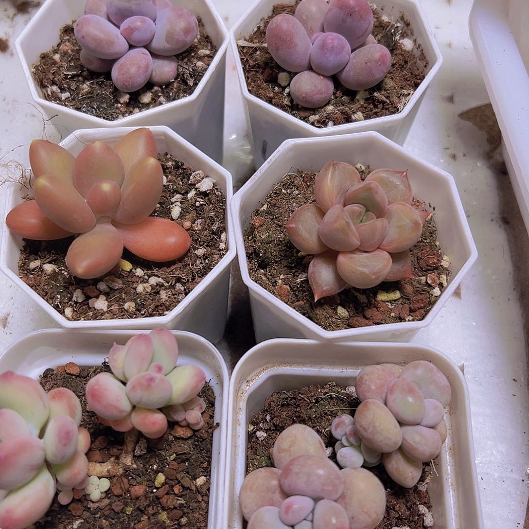 奶酪组合6盆19包邮