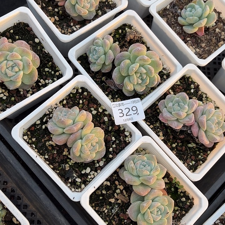 329 号到手1框～yu一物一拍