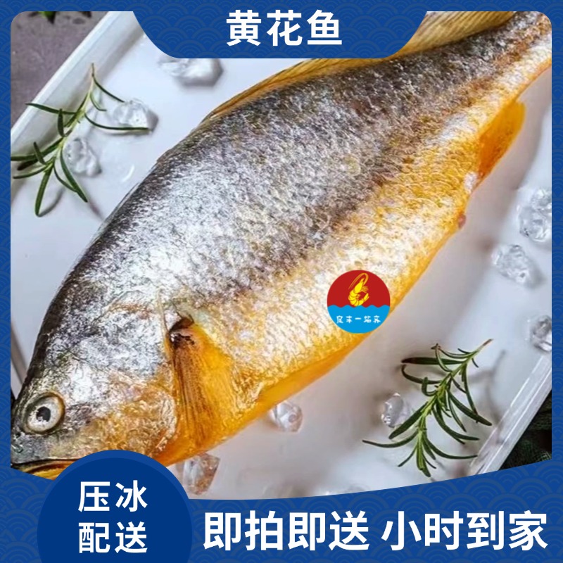 【冰鲜黄花鱼】一条 约700g/条 冰鲜到家