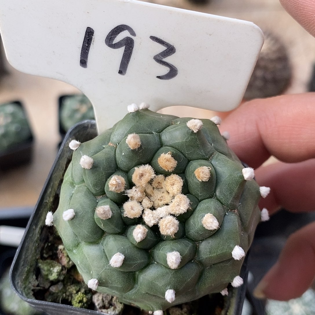 绵***雨193龟甲特价来了特价咯哦