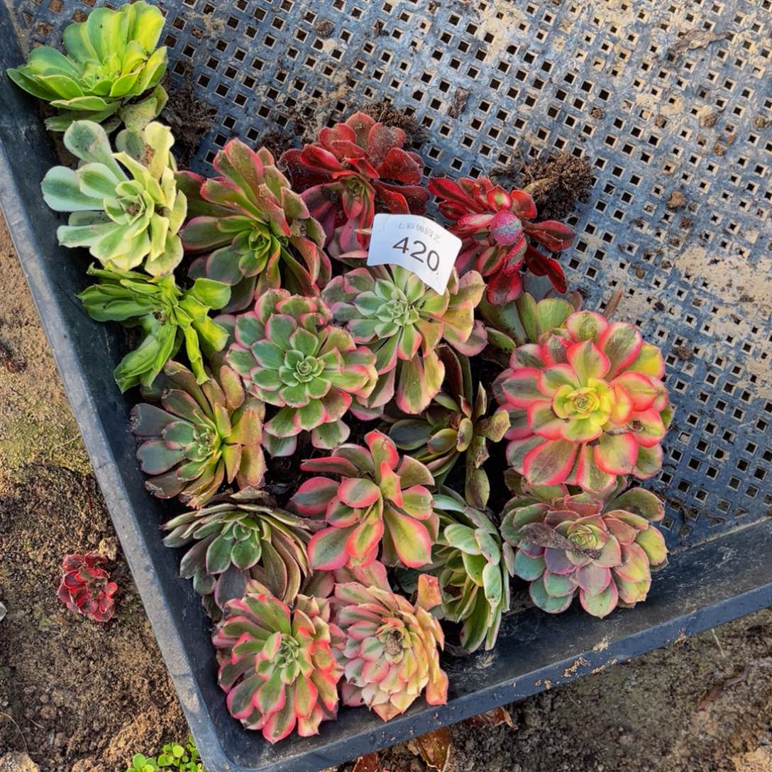 420法师锦多肉组合4公分福利品无售后