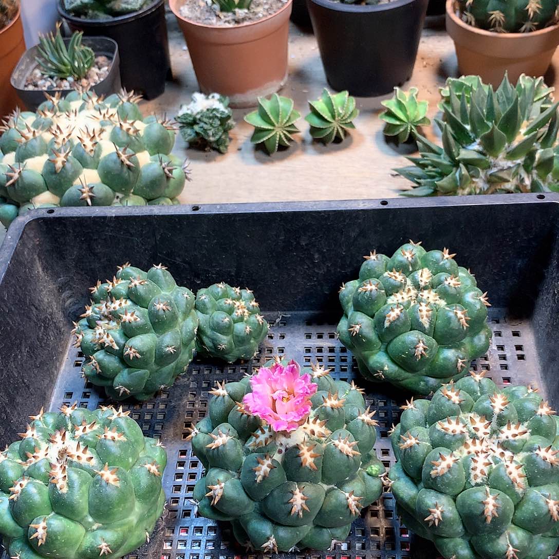 獠牙没根一颗         